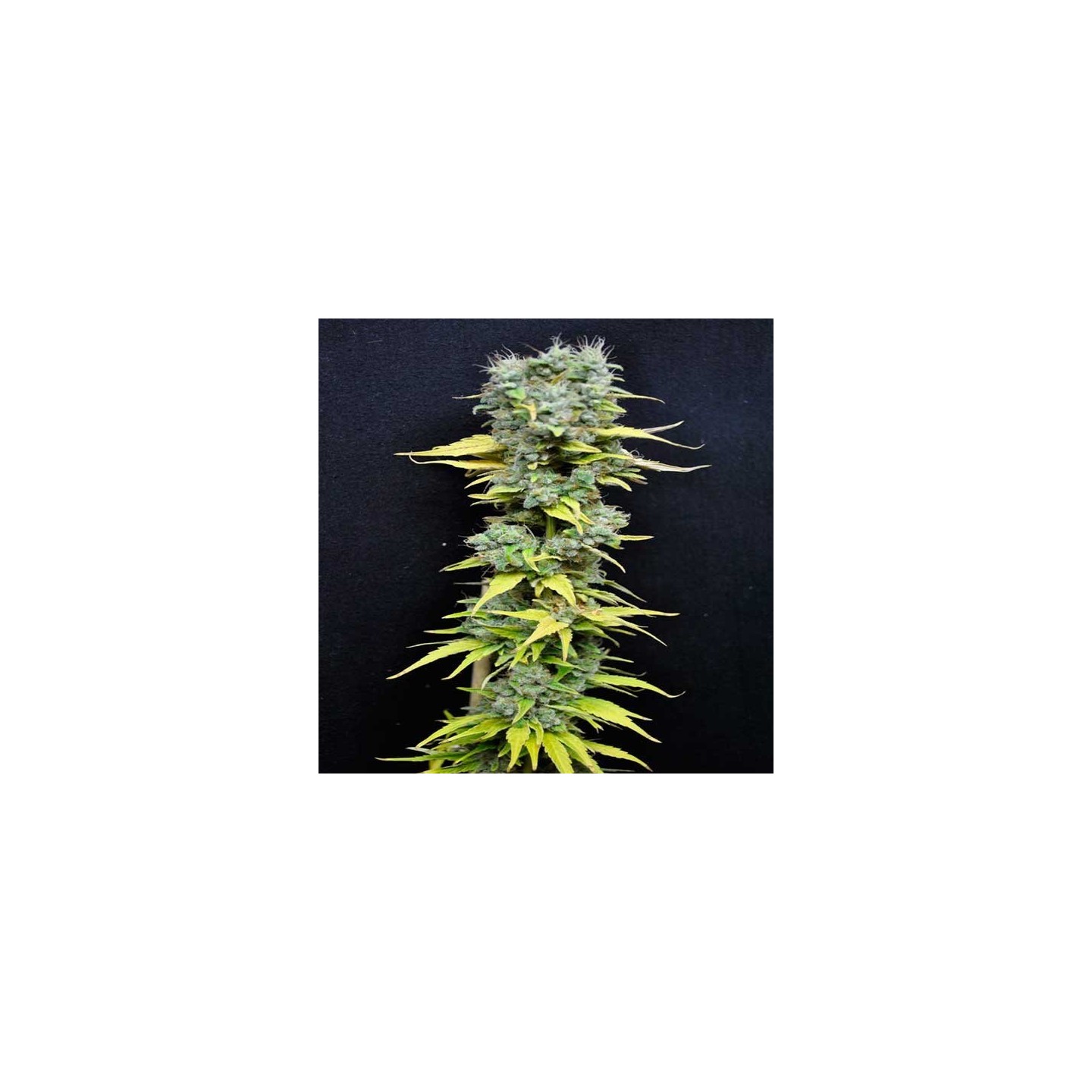 Skunk Haze Feminizada de CBD Crew Seeds