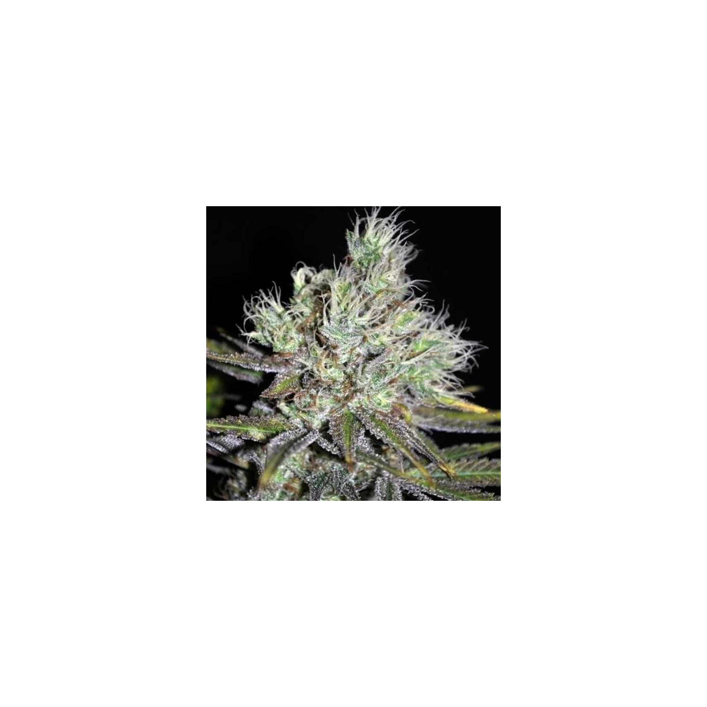 Sweet 'n Sour Widow Regular de CBD Crew Seeds