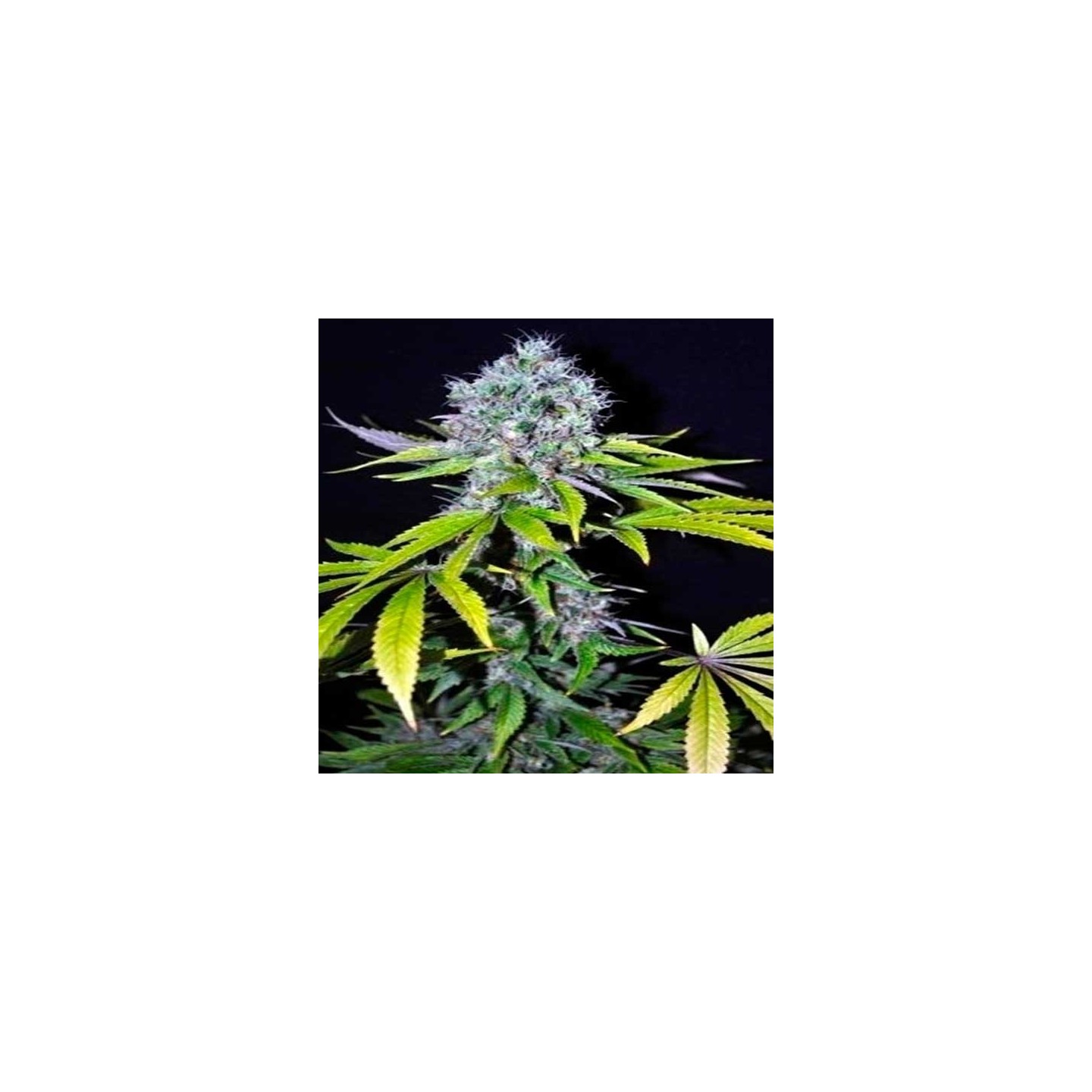 Yummy Feminizada Feminizada de CBD Crew Seeds