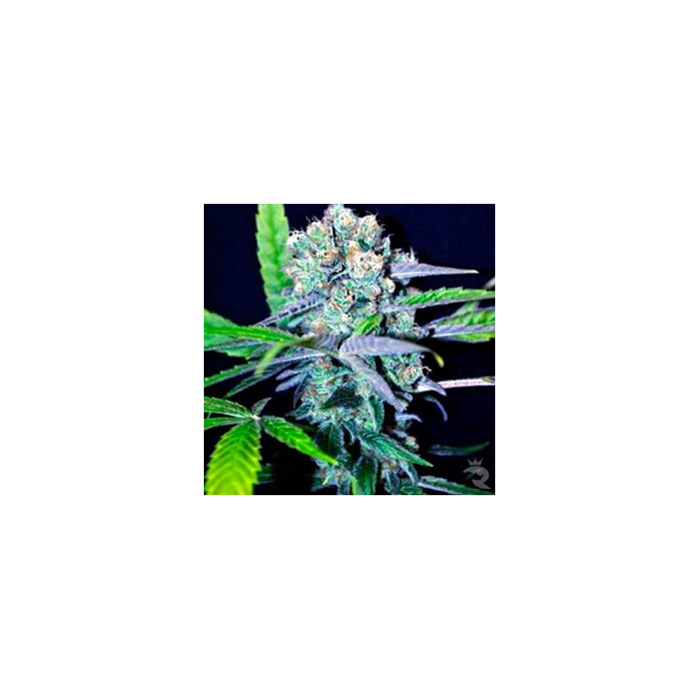 Indica Mix CBD Feminizada de CBD Crew Seeds