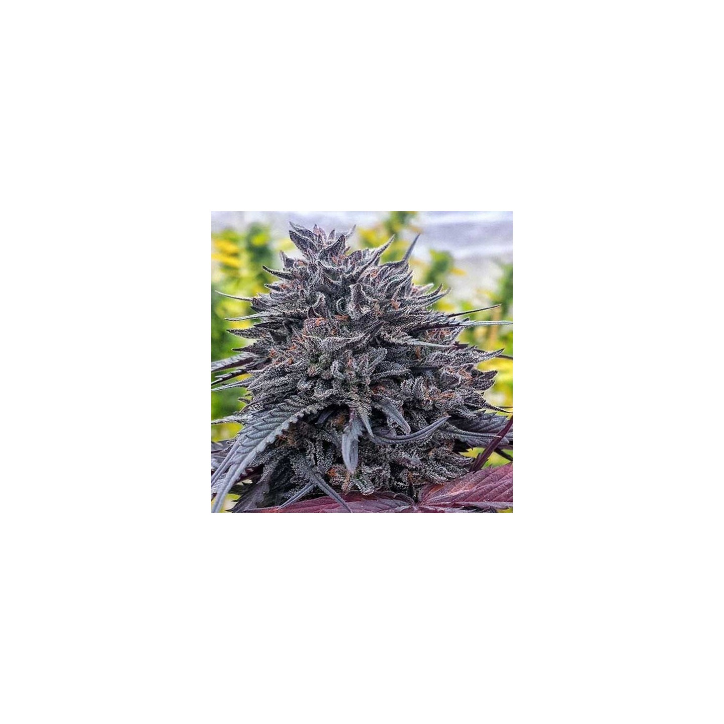 Black D.O.G. 100% Feminizada de Humboldt Seeds