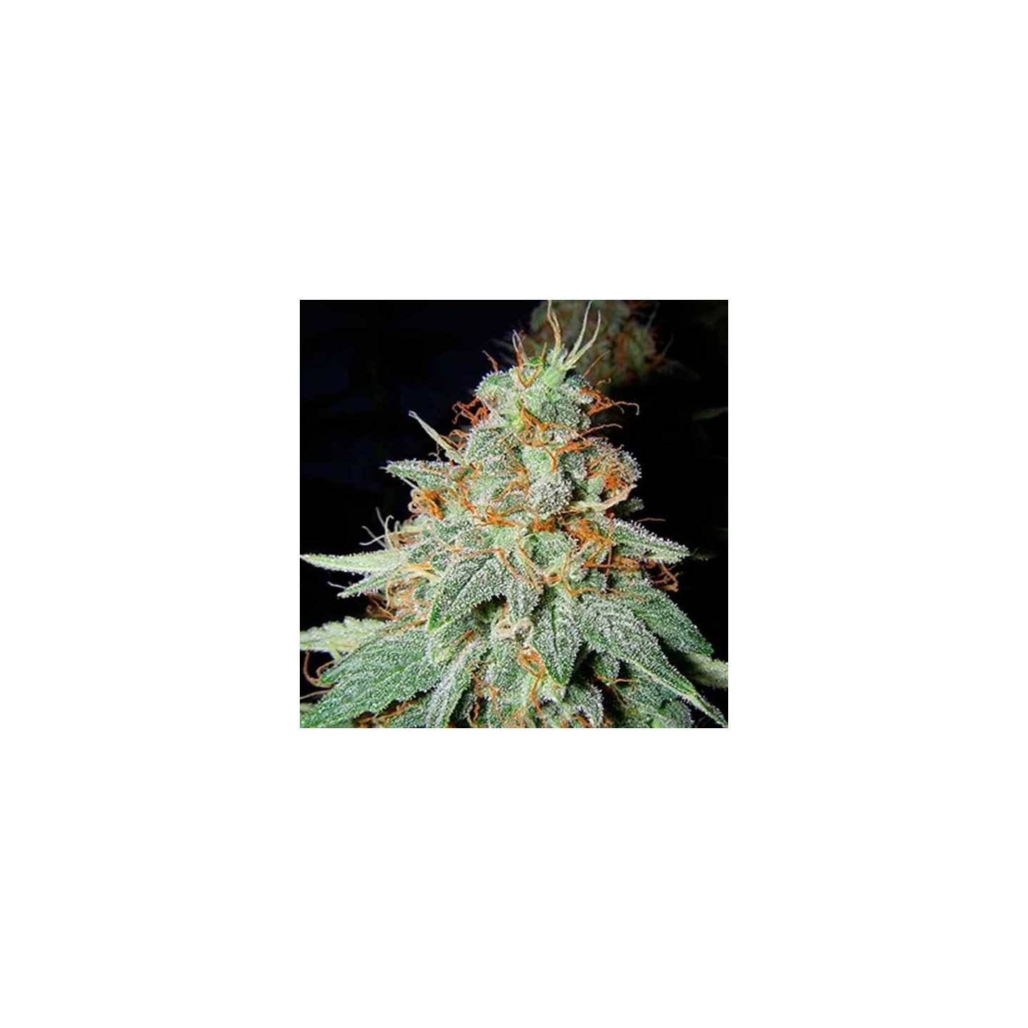 Black Cheese Feminizada de Big Buddha Seeds