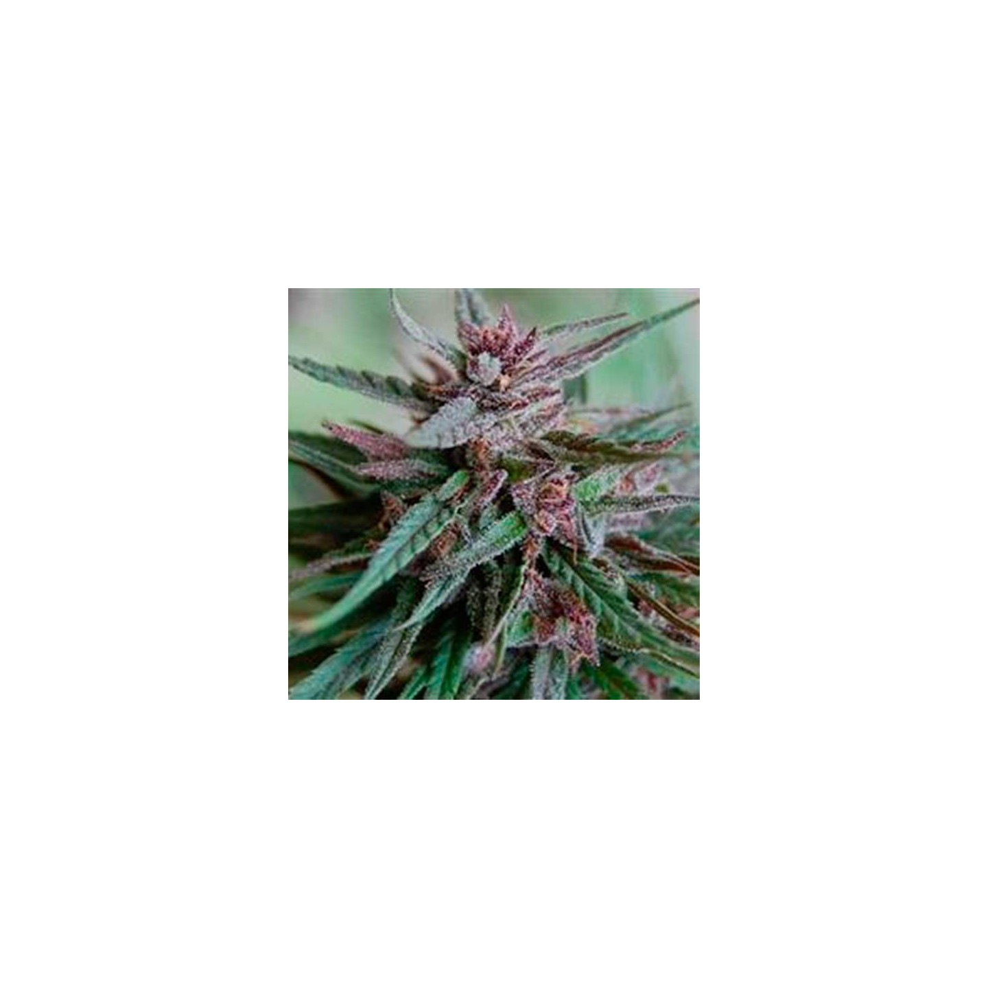 Bahia Black Head Regular de K.C. Brains