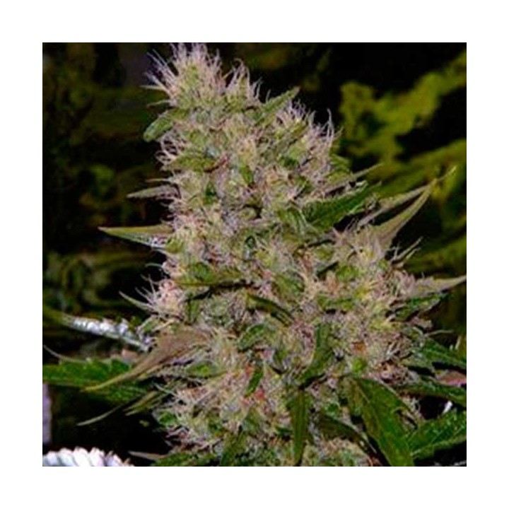 Biodiesel 2016 Fast Version Feminizada de Biological Seeds