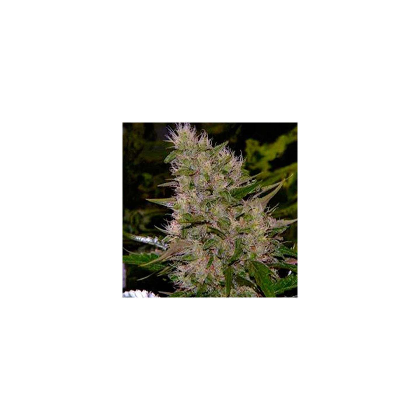 Biodiesel 2016 Fast Version Feminizada de Biological Seeds