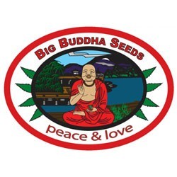Big Buddha Seeds